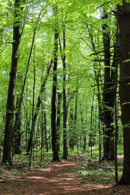A sunlit woodland scene with tall deciduous trees featuring vibrant green leaves. The forest floor is covered with a mix of soil and fallen leaves, and a narrow dirt path winds through the trees. Natural light filters through the canopy, creating dappled shadows. The area appears clean and well-maintained, highlighting the natural beauty of the forest. For thorough surface cleaning and sanitisation of residential or commercial spaces near Acton Town Station, clients can contact Cleaners W3 for professional domestic cleaning services.
